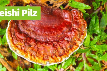 Reishi Pilz König der Heilpilze