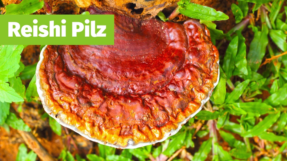 Reishi Pilz König der Heilpilze